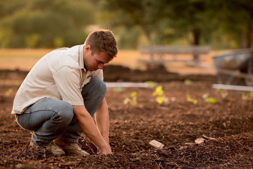 Person works on planting a row of a garden | Jed Owen, Unsplash