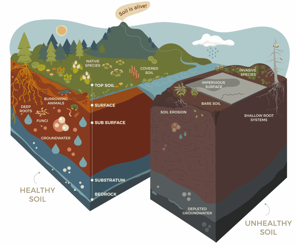 The difference between healthy and unhealthy soil. From: https://tualatinswcd.org/priorities/healthy-soil/